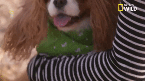 Dog Pups GIF by Nat Geo Wild