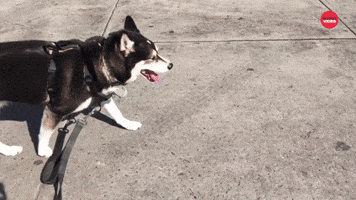 Dog Walking In The City