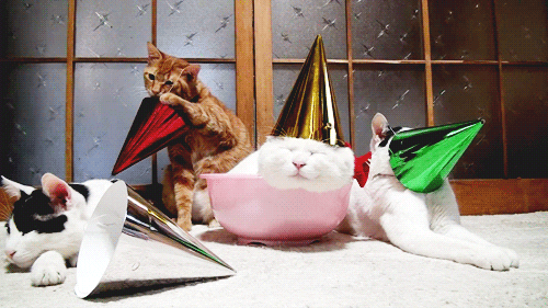 Video gif. Four cats in party hats sit next to each other, three of them looking completely exhausted. One cat is sleeping in a pink bowl, another has the party hat over its face. The only cat that's awake is sitting straight up and pulling down to remove the party hat from its head as it stares at us. 