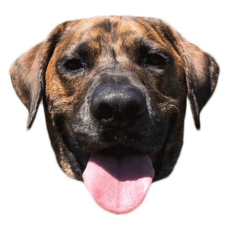 Dog Sticker by Pecksadventurepack