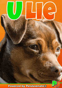 PetJuvenate petjuvenate henlo hooman fren love rescue dogs treatos and woofer for pupper GIF