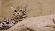 sandiegozoo cat animals nature cats GIF