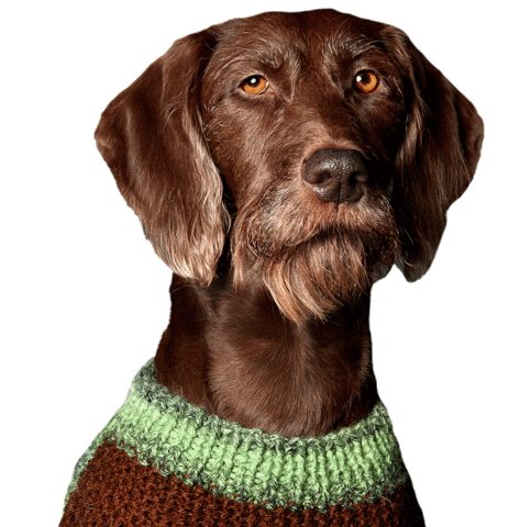 helgaaamanufaktur happy dog wink sorry Sticker