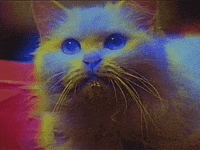 Bruce Lee Cat GIF by vhspositive