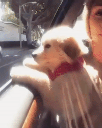 puppy enjoying the ride GIF