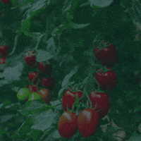 rainbowagrobrasil rainbow agro rainbowagro tudosobrecrescimento GIF