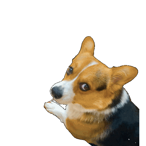Corgi Milo Sticker