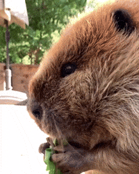 Hungry Snack GIF by San Diego Zoo Wildlife Alliance