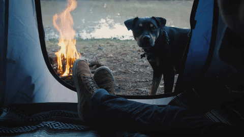 jugendleiter giphygifmaker dog camping hund GIF