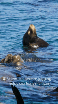 Floating Sea Lions GIF by Monterey Bay Aquarium
