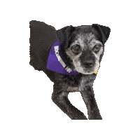 Dog Puppy Sticker by Xplor Gym