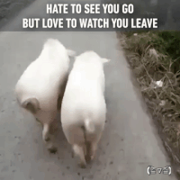 street piggies GIF