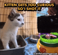Cat Shooting GIF