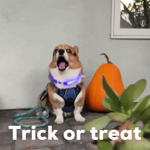 Trick Or Treat Dog GIF