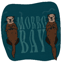 VisitMorroBayCA otters sea otters morro bay morrobay GIF