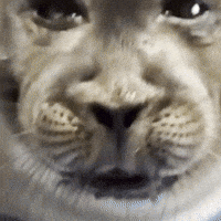 Tongue Seal GIF