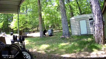 Young Bear Investigates Trash Can in Tennessee Backyard