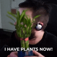 Plants Leaves GIF