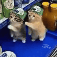 Dance Cat GIF by Respective