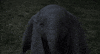 dumbo GIF by Walt Disney Studios