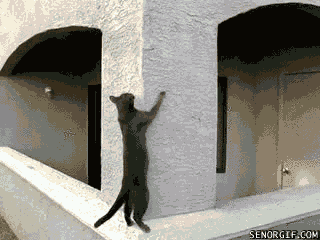 interested best of week GIF by Cheezburger
