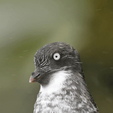 Spinning Bird