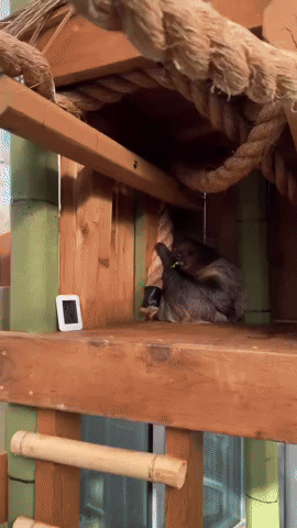 Sleepy Sloth Dozes Off While Eating Breakfast