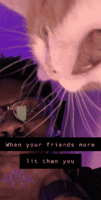 Cat GIF by Raja The Tiger