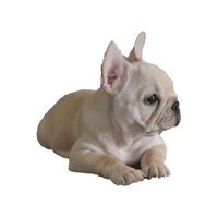 French Dogs Sticker