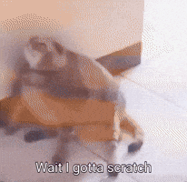 Cat GIF