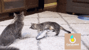 GIF by cartonclick