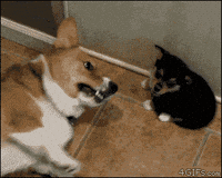 farts GIF