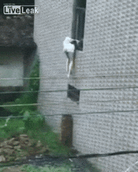 brick sneak GIF