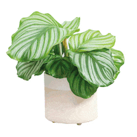 PLNTS_com plant interior plnts Sticker