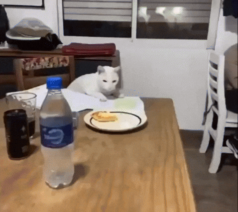 Cat *beep*