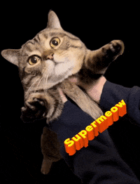 ringodanyan ringo pick me up huggy cat hug GIF