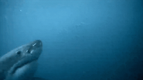 Discovery GIF by Shark Week