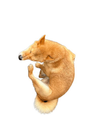 Dog 강아지 Sticker