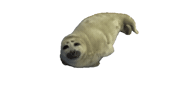 Baby Seal Sticker