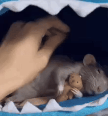 myprincedamien good night gute nacht rat sleep GIF