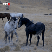 Lie Ok GIF by TRT