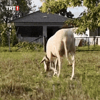 Lie Ok GIF by TRT
