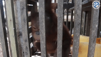 Infant Orangutan Rescued From Cage 'the Size of a Cupboard'