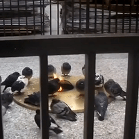 Roasted Pigeons!