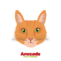 hospitalveterinarioamizade_ cats pets gatos jaraguadosul Sticker