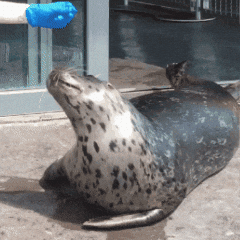 Shake No GIF by Valley Zoo Development Society