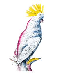 Kakadu Sticker by Dallmayr