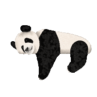 Sleepy Panda Bear Sticker