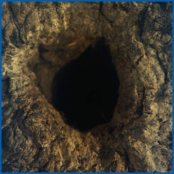 Animal gif. We see an empty hole in a tree, then a squirrel suddenly pops its head out. Text, "Where's my money?!"