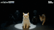 틴더스 GIF